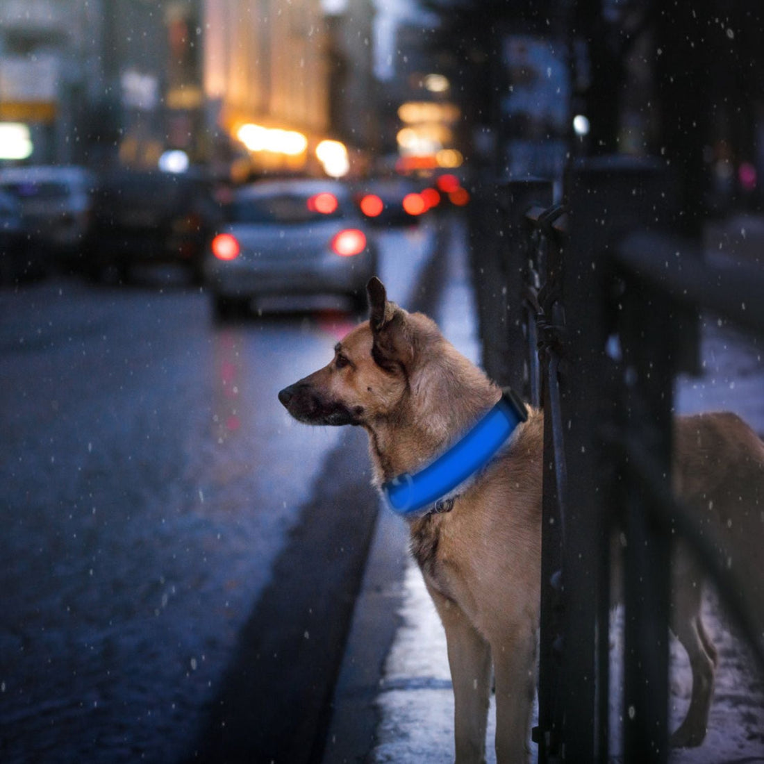 USB rechargeable LED dog safety collar with flashing light modes