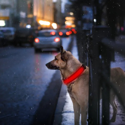 Rechargeable LED Pet Collar with Laser Toy for Cats and Dogs